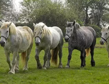 percheron