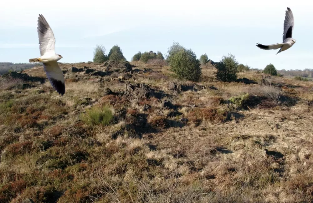 les landes serpentinicoles